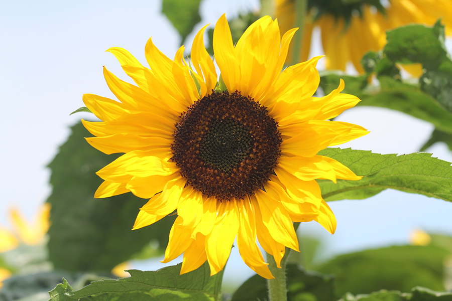 Geführte Wanderung in Maspelt